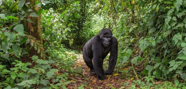 Uganda