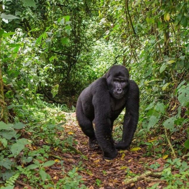 Uganda