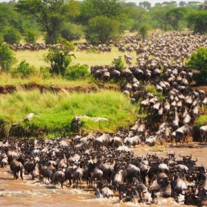 5 Days Mara Wildebeest Migration