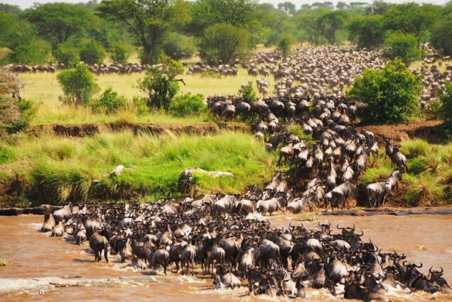 5 Days Mara Wildebeest Migration