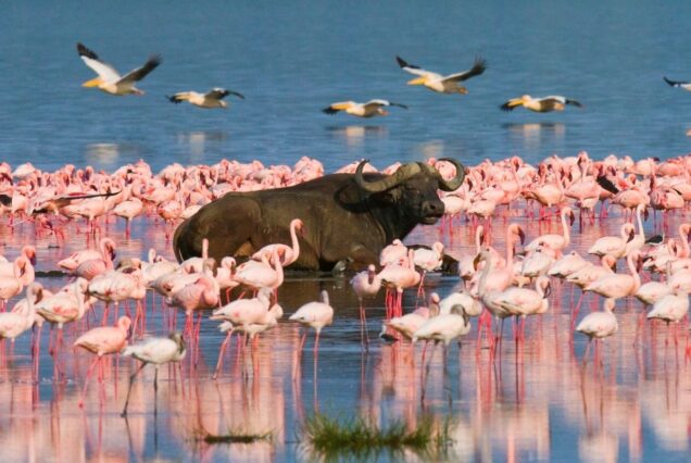 Fascinating Lake Nakuru National Park Tour