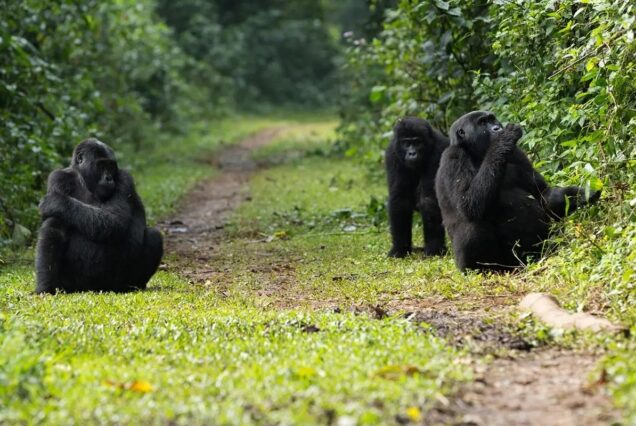 5-Day Fly in Bwindi Park Gorillas Uganda