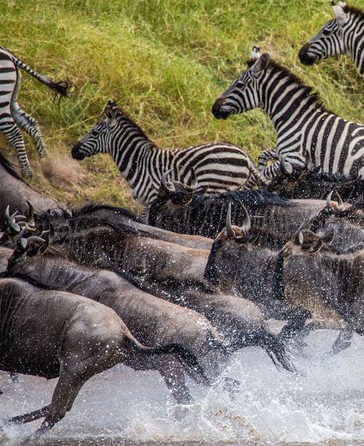 safaris 640