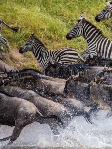 safaris 640